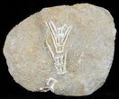 Cretaceous Fossil Fish Vertebrae In Rock - Morocco #60542-1